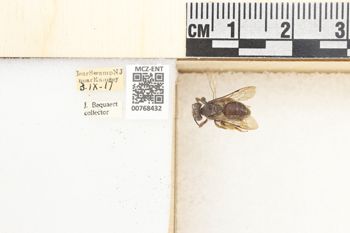 Media type: image;   Entomology 768432 Aspect: Labels